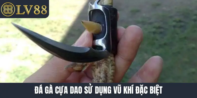 Đá gà cựa dao sử dụng vũ khí đặc biệt