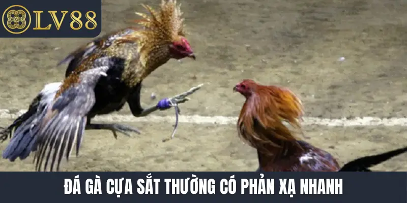 Đá gà cựa sắt thường có phản xạ nhanh