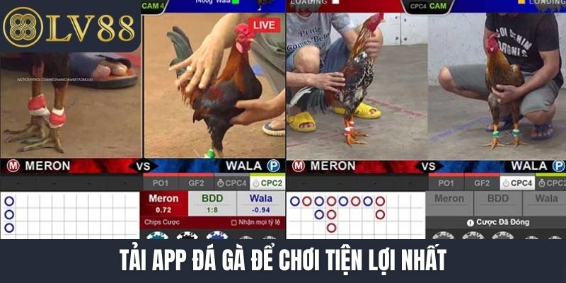 Tải app đá gà để chơi tiện lợi nhất